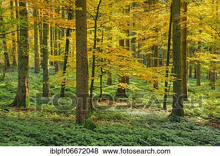 Mixed forest, Zurich Oberland, Switzerland, Europe View Large Photo Image Stock Photo - Mixed forest, Zurich Oberland, Switzerland, Europe. Fotosearch