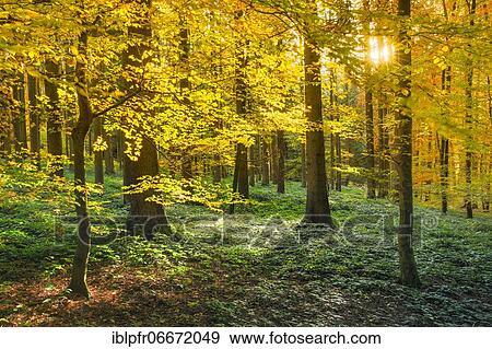 Mixed forest, Zurich Oberland, Switzerland, Europe View Large Photo Image Stock Photo - Mixed forest, Zurich Oberland, Switzerland, Europe. Fotosearch