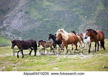 Mixed herd of Icelandic, Noriker, Pony, and Haflingers, Kühtai, Tyrol, Austria, Europe View Large Photo Image Stock Photography - Mixed herd of Icelandic, Noriker, Pony, and Haflingers, Kühtai, Tyrol, Austria, Europe. Fotosearch