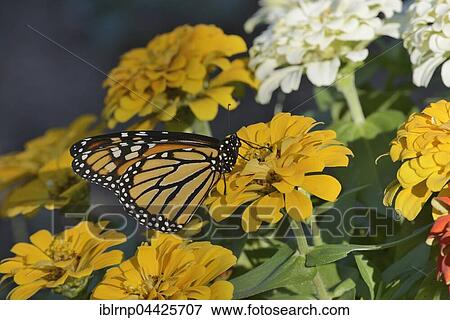 Monarch (Danaus plexippus), adult on Zinnia flower, Hill Country, Texas, USA, North America View Large Photo Image Stock Photo - Monarch (Danaus plexippus), adult on Zinnia flower, Hill Country, Texas, USA, North America. Fotosearch