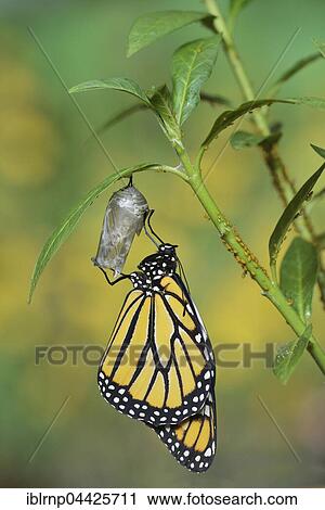 Stock Image - Monarch (Danaus plexippus), butterfly emerging from chrysalis on Tropical milkweed (Asclepias curassavica) wings unfolding, serie, Hill Country, Texas, USA, North America. Fotosearch