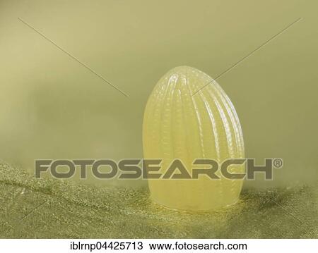 Monarch (Danaus plexippus), egg, Hill Country, Texas, USA, North America View Large Photo Image Stock Image - Monarch (Danaus plexippus), egg, Hill Country, Texas, USA, North America. Fotosearch