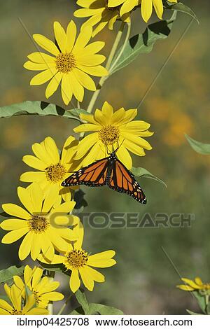Monarch (Danaus plexippus), male on Maximilians Sunflower (Helianthus maximilianii), Hill Country, Texas, USA, North America View Large Photo Image Stock Photo - Monarch (Danaus plexippus), male on Maximilians Sunflower (Helianthus maximilianii), Hill Country, Texas, USA, North America. Fotosearch