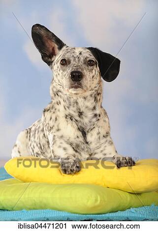Mongrel, dog, black and white, lying on colourful pillows View Large Photo Image Stock Image - Mongrel, dog, black and white, lying on colourful pillows. Fotosearch