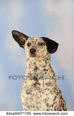 Mongrel, dog, black and white, portrait View Large Photo Image Stock Photography - Mongrel, dog, black and white, portrait. Fotosearch