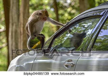 Monkey sitting on side-view mirror of a car, Sihanoukville, Cambodia, Asia View Large Photo Image Stock Photo - Monkey sitting on side-view mirror of a car, Sihanoukville, Cambodia, Asia. Fotosearch