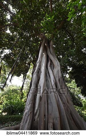 Moreton Bay fig tree at the Botanical Gardens, Australian banyan (Ficus macrophylla), Jardín de Aclimatión de La Orotava, Puerto de la Cruz, Tenerife, Spain, Europe View Large Photo Image Stock Photo - Moreton Bay fig tree at the Botanical Gardens, Australian banyan (Ficus macrophylla), Jardín de Aclimatión de La Orotava, Puerto de la Cruz, Tenerife, Spain, Europe. Fotosearch