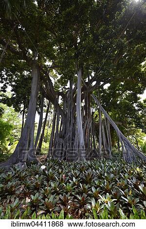 Moreton Bay fig trees at the Botanical Gardens, Australian banyan (Ficus macrophylla), Jardín de Aclimatión de La Orotava, Puerto de la Cruz, Tenerife, Spain, Europe View Large Photo Image Stock Photo - Moreton Bay fig trees at the Botanical Gardens, Australian banyan (Ficus macrophylla), Jardín de Aclimatión de La Orotava, Puerto de la Cruz, Tenerife, Spain, Europe. Fotosearch