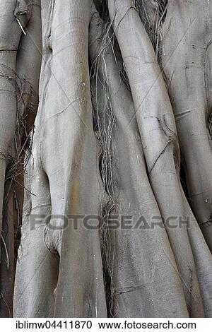 Moreton Bay fig trunks, Australian banyan (Ficus macrophylla), Jardín de Aclimatión de La Orotava, Botanical Gardens, Puerto de la Cruz, Tenerife, Spain, Europe View Large Photo Image Stock Image - Moreton Bay fig trunks, Australian banyan (Ficus macrophylla), Jardín de Aclimatión de La Orotava, Botanical Gardens, Puerto de la Cruz, Tenerife, Spain, Europe. Fotosearch