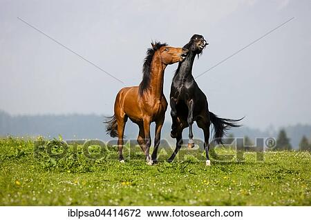 Morgan Stallion and Warmblood Stallion playing, meadow, Austria, Europe View Large Photo Image Stock Image - Morgan Stallion and Warmblood Stallion playing, meadow, Austria, Europe. Fotosearch