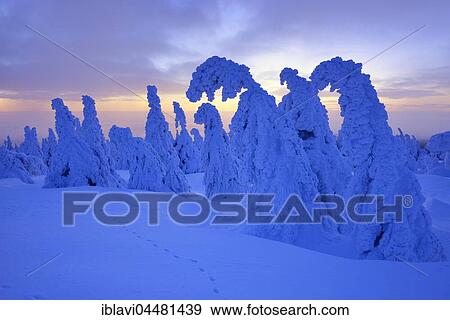 Morning atmosphere on the Brocken, winter, snow-covered pines, snow bent, Harz National Park, Saxony-Anhalt, Germany, Europe View Large Photo Image Stock Photo - Morning atmosphere on the Brocken, winter, snow-covered pines, snow bent, Harz National Park, Saxony-Anhalt, Germany, Europe. Fotosearch