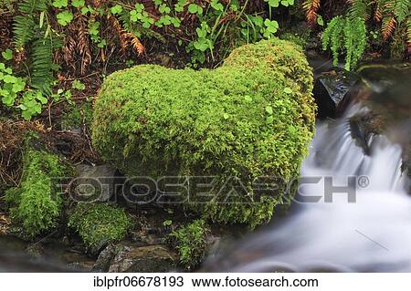 Moss covered stone View Large Photo Image Stock Image - Moss covered stone. Fotosearch
