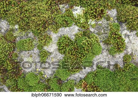 Moss on rocks, Switzerland, Europe View Large Photo Image Stock Image - Moss on rocks, Switzerland, Europe. Fotosearch