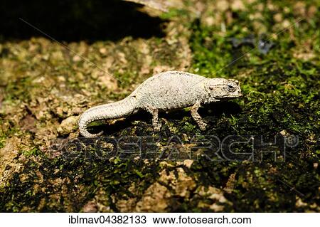Mount d'Ambre leaf chameleon (Brookesia tuberculata), male, Amber Mountain National Park, northern Madagascar, Madagascar, Africa View Large Photo Image Stock Image - Mount d'Ambre leaf chameleon (Brookesia tuberculata), male, Amber Mountain National Park, northern Madagascar, Madagascar, Africa. Fotosearch