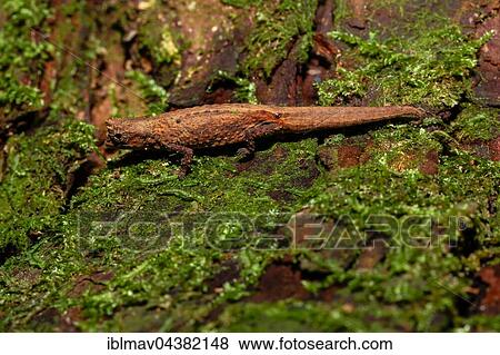 Mount d'Ambre leaf chameleon (Brookesia tuberculata), male, Amber Mountain National Park, northern Madagascar, Madagascar, Africa View Large Photo Image Stock Photo - Mount d'Ambre leaf chameleon (Brookesia tuberculata), male, Amber Mountain National Park, northern Madagascar, Madagascar, Africa. Fotosearch