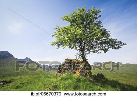 Mountain ash on rock, Scotland, Great Britain View Large Photo Image Stock Photo - Mountain ash on rock, Scotland, Great Britain. Fotosearch