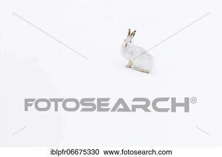 Mountain hare (Lepus timidus), Cairngorms NP, Scotland, Great Britain View Large Photo Image Stock Image - Mountain hare (Lepus timidus), Cairngorms NP, Scotland, Great Britain. Fotosearch