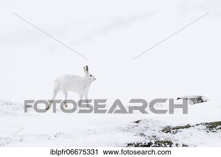 Mountain hare (Lepus timidus), Cairngorms NP, Scotland, Great Britain View Large Photo Image Stock Image - Mountain hare (Lepus timidus), Cairngorms NP, Scotland, Great Britain. Fotosearch