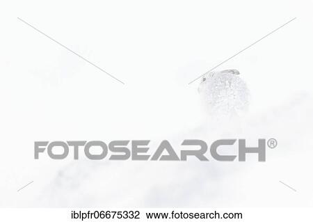 Mountain hare (Lepus timidus), Cairngorms NP, Scotland, Great Britain View Large Photo Image Stock Image - Mountain hare (Lepus timidus), Cairngorms NP, Scotland, Great Britain. Fotosearch