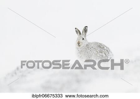 Stock Image - Mountain hare (Lepus timidus), Cairngorms NP, Scotland, Great Britain. Fotosearch