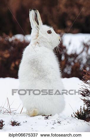 Mountain hare (Lepus timidus), Cairngorms NP, Scotland, Great Britain View Large Photo Image Stock Photo - Mountain hare (Lepus timidus), Cairngorms NP, Scotland, Great Britain. Fotosearch