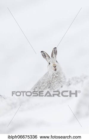 Mountain hare (Lepus timidus), Cairngorms NP, Scotland, Great Britain View Large Photo Image Stock Photograph - Mountain hare (Lepus timidus), Cairngorms NP, Scotland, Great Britain. Fotosearch