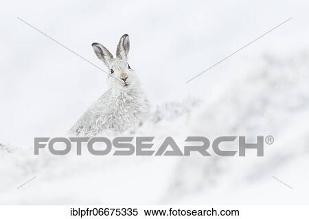Stock Photography - Mountain hare (Lepus timidus), Cairngorms NP, Scotland, Great Britain. Fotosearch