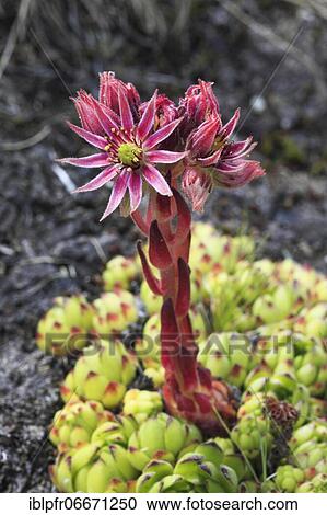 Mountain houseleek (Sempervivum montanum), Switzerland, Europe View Large Photo Image Stock Image - Mountain houseleek (Sempervivum montanum), Switzerland, Europe. Fotosearch