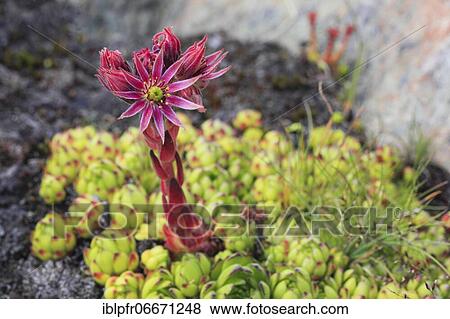 Stock Photo - Mountain houseleek (Sempervivum montanum), Switzerland, Europe. Fotosearch