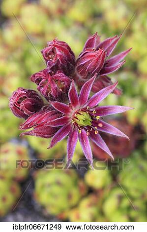 Mountain houseleek (Sempervivum montanum), Switzerland, Europe View Large Photo Image Stock Photo - Mountain houseleek (Sempervivum montanum), Switzerland, Europe. Fotosearch