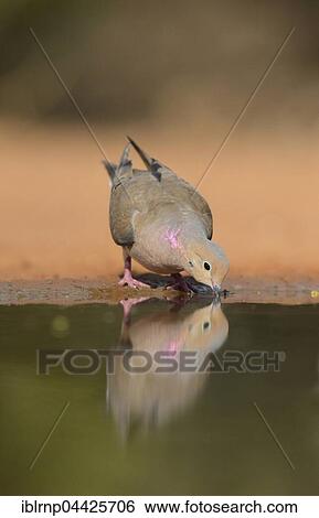 Stock Photograph - Mourning Dove (Zenaida macroura), adult drinking at pond, Rio Grande Valley, Texas, USA, North America. Fotosearch
