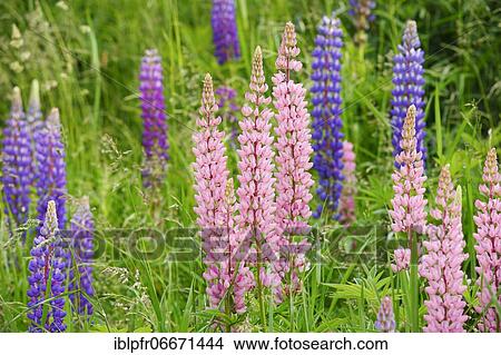 Multileaved lupin, Lupinus polyphyllus, Switzerland, Europe View Large Photo Image Picture - Multileaved lupin, Lupinus polyphyllus, Switzerland, Europe. Fotosearch