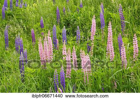 Multileaved lupin, Lupinus polyphyllus, Switzerland, Europe View Large Photo Image Stock Image - Multileaved lupin, Lupinus polyphyllus, Switzerland, Europe. Fotosearch