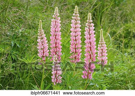 Multileaved lupin, Lupinus polyphyllus, Switzerland, Europe View Large Photo Image Stock Image - Multileaved lupin, Lupinus polyphyllus, Switzerland, Europe. Fotosearch