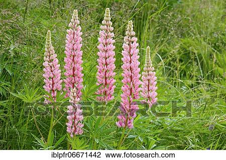 Multileaved lupin, Lupinus polyphyllus, Switzerland, Europe View Large Photo Image Stock Image - Multileaved lupin, Lupinus polyphyllus, Switzerland, Europe. Fotosearch