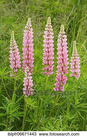 Multileaved lupin, Lupinus polyphyllus, Switzerland, Europe View Large Photo Image Stock Image - Multileaved lupin, Lupinus polyphyllus, Switzerland, Europe. Fotosearch