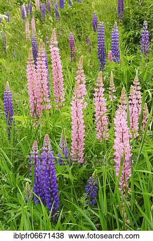 Multileaved lupin, Lupinus polyphyllus, Switzerland, Europe View Large Photo Image Stock Photo - Multileaved lupin, Lupinus polyphyllus, Switzerland, Europe. Fotosearch