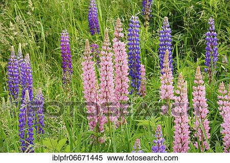 Multileaved lupin, Lupinus polyphyllus, Switzerland, Europe View Large Photo Image Stock Photography - Multileaved lupin, Lupinus polyphyllus, Switzerland, Europe. Fotosearch
