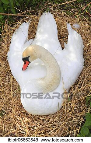 Mute swan (Cygnus olor), hatching eggs, Switzerland, Europe View Large Photo Image Stock Photo - Mute swan (Cygnus olor), hatching eggs, Switzerland, Europe. Fotosearch