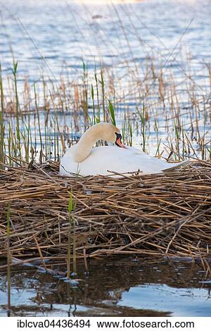 Mute swan (Cygnus olor) sitting on nest in reeds, brooding, preening, Steinhuder Meer Nature Park, Lower Saxony, Germany, Europe View Large Photo Image Picture - Mute swan (Cygnus olor) sitting on nest in reeds, brooding, preening, Steinhuder Meer Nature Park, Lower Saxony, Germany, Europe. Fotosearch