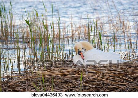 Mute swan (Cygnus olor) sitting on nest in reeds, brooding, preening, Steinhuder Meer Nature Park, Lower Saxony, Germany, Europe View Large Photo Image Stock Image - Mute swan (Cygnus olor) sitting on nest in reeds, brooding, preening, Steinhuder Meer Nature Park, Lower Saxony, Germany, Europe. Fotosearch