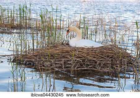 Mute swan (Cygnus olor) sitting on nest in reeds, brooding, Steinhuder Meer Nature Park, Lower Saxony, Germany, Europe View Large Photo Image Stock Photography - Mute swan (Cygnus olor) sitting on nest in reeds, brooding, Steinhuder Meer Nature Park, Lower Saxony, Germany, Europe. Fotosearch