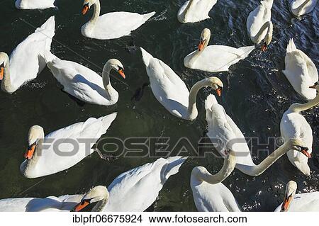 Mute swans (Cygnus olor), Switzerland, Europe View Large Photo Image Picture - Mute swans (Cygnus olor), Switzerland, Europe. Fotosearch
