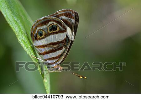 Mylitta Greenwing or Four-spot Sailor (Dynamine mylitta), Corozal District, Belize, Central America View Large Photo Image Stock Image - Mylitta Greenwing or Four-spot Sailor (Dynamine mylitta), Corozal District, Belize, Central America. Fotosearch