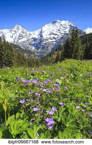 Stock Photo - Mönch, 4107 (m), Jungfrau, 4158 m, Bernese Oberland, Switzerland, Europe. Fotosearch