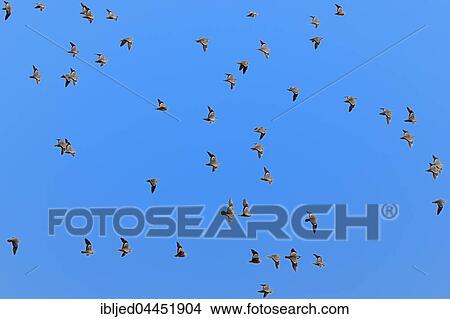 Namaqua sandgrouses (Pterocles namaqua), flock of birds in flight, Etosha National Park, Namibia, Africa View Large Photo Image Picture - Namaqua sandgrouses (Pterocles namaqua), flock of birds in flight, Etosha National Park, Namibia, Africa. Fotosearch