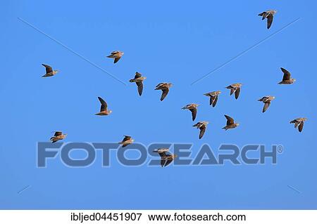 Namaqua sandgrouses (Pterocles namaqua), flock of birds in flight, Etosha National Park, Namibia, Africa View Large Photo Image Stock Photo - Namaqua sandgrouses (Pterocles namaqua), flock of birds in flight, Etosha National Park, Namibia, Africa. Fotosearch