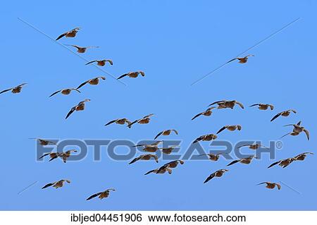 Namaqua sandgrouses (Pterocles namaqua), flock of birds in flight, Etosha National Park, Namibia, Africa View Large Photo Image Stock Photograph - Namaqua sandgrouses (Pterocles namaqua), flock of birds in flight, Etosha National Park, Namibia, Africa. Fotosearch