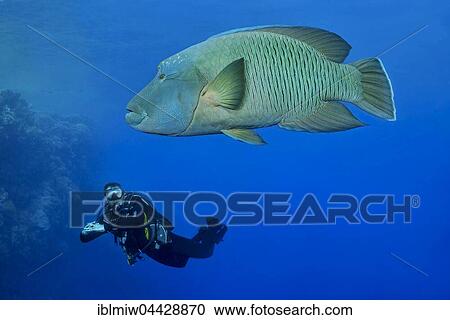 Napoleon fish with diver, Humphead wrasse (Cheilinus undulatus), Red Sea, Egypt, Africa View Large Photo Image Stock Image - Napoleon fish with diver, Humphead wrasse (Cheilinus undulatus), Red Sea, Egypt, Africa. Fotosearch