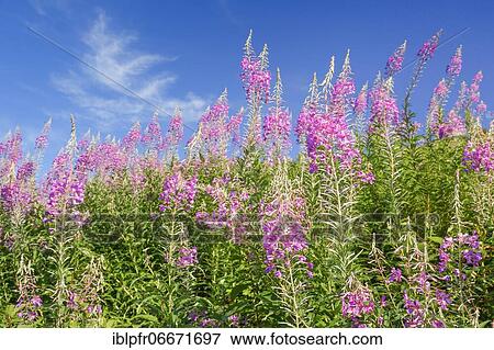 Narrow-leaved willowherb, Epilobium angustifolium, Switzerland, Europe View Large Photo Image Stock Photo - Narrow-leaved willowherb, Epilobium angustifolium, Switzerland, Europe. Fotosearch